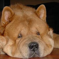 Chow chow Balou