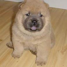 Chow chow Balou