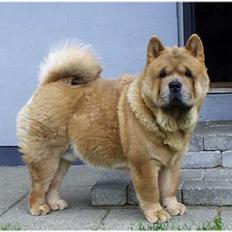 Chow chow Balou