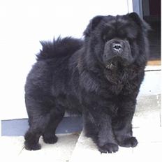 Chow chow Asron