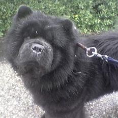Chow chow Asron