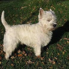 West highland white terrier Maxx