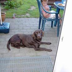 Labrador retriever Sif(stella)