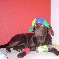 Labrador retriever Sif(stella)