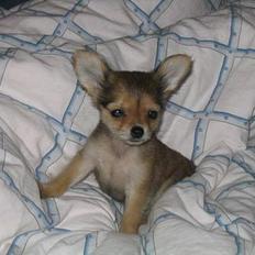 Chihuahua Cilla