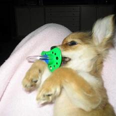 Chihuahua Cilla