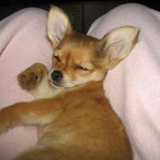 Chihuahua Cilla