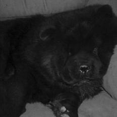 Chow chow Asron