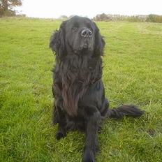 Newfoundlænder Bongo...... R.I.P