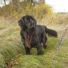 Newfoundlænder Bongo...... R.I.P