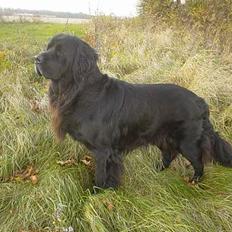 Newfoundlænder Bongo...... R.I.P