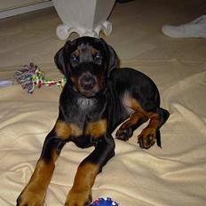 Dobermann Raphael`s Enigma