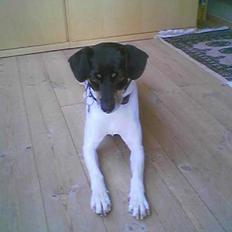 Dansk svensk gaardhund Malte....