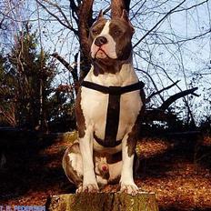 Amerikansk staffordshire terrier Gang-staff FunFun (R.I.P)