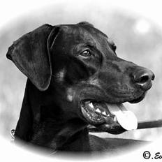 Dobermann Jotunheim Winge* 