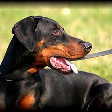 Dobermann Jotunheim Winge* 