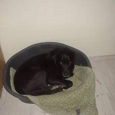 Labrador retriever konrad