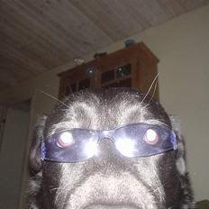 Labrador retriever konrad