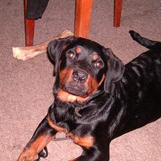Rottweiler Vom Hause Fachmann´ Easy (RIP) 
