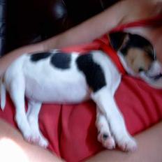 Jack russell terrier Lille Lindholts Anton