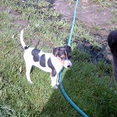 Jack russell terrier Lille Lindholts Anton