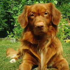Nova scotia duck tolling retriever Leo