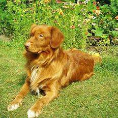 Nova scotia duck tolling retriever Leo