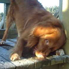 Nova scotia duck tolling retriever Leo