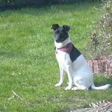 Dansk svensk gaardhund Kvik