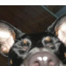 Dansk svensk gaardhund Kvik