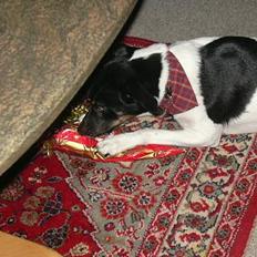 Dansk svensk gaardhund Kvik