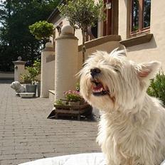 West highland white terrier Tottie
