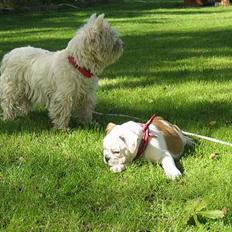 West highland white terrier Tottie