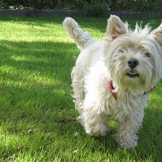 West highland white terrier Tottie