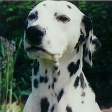 Dalmatiner Dalmatins Etoile