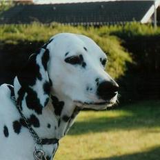 Dalmatiner Dalmatins Etoile