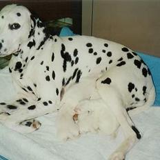 Dalmatiner Dalmatins Etoile