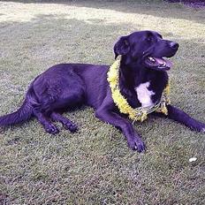 Blanding af racer lady