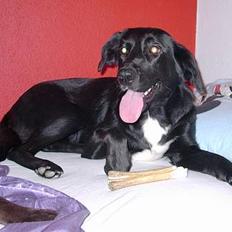 Blanding af racer lady