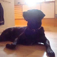 Labrador retriever Mille