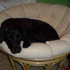 Labrador retriever Mille