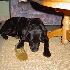 Labrador retriever Mille