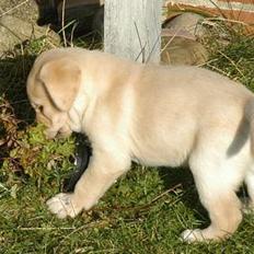 Golden retriever Cico