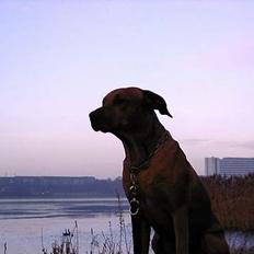 Rhodesian ridgeback Libaax (løve på Somalisk)
