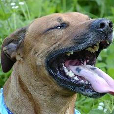 Rhodesian ridgeback Libaax (løve på Somalisk)