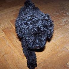 Dværgpuddel Blackie