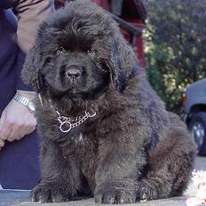 Newfoundlænder Zulu