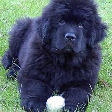 Newfoundlænder Zulu