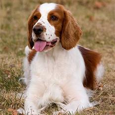 Welsh springer spaniel Nelly  10.11.2003