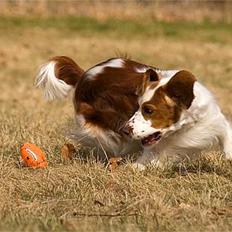 Welsh springer spaniel Nelly  10.11.2003